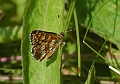duke of burgundy butterfly-3